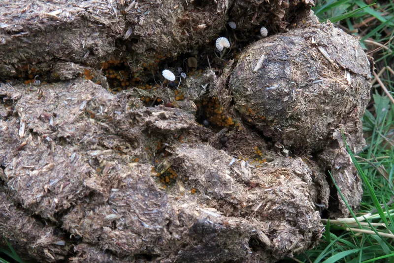 Cheilymenia stercorea 1 - IMG_2272